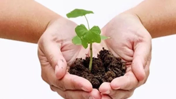 320x300 two hands plant